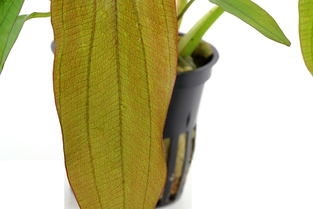 Echinodorus 'Red Diamond' Potted Aquarium Plant — Potted