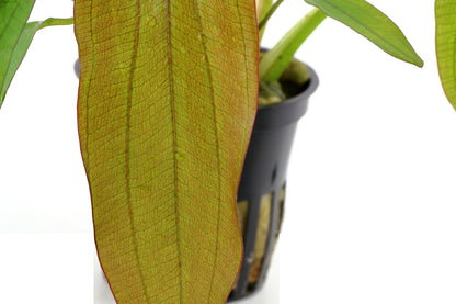 Echinodorus 'Red Diamond' Potted Aquarium Plant — Potted