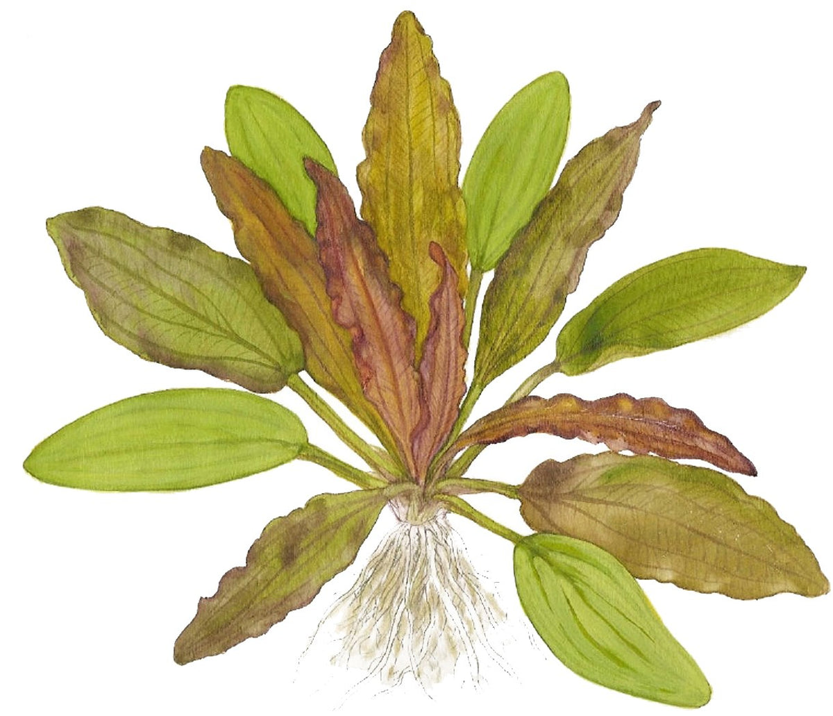 Echinodorus 'Red Diamond' Potted Aquarium Plant — Potted