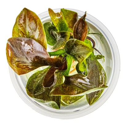 Echinodorus 'Reni' — 1-2-Grow!