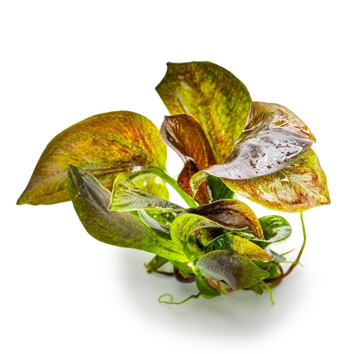 Echinodorus 'Reni' — 1-2-Grow!