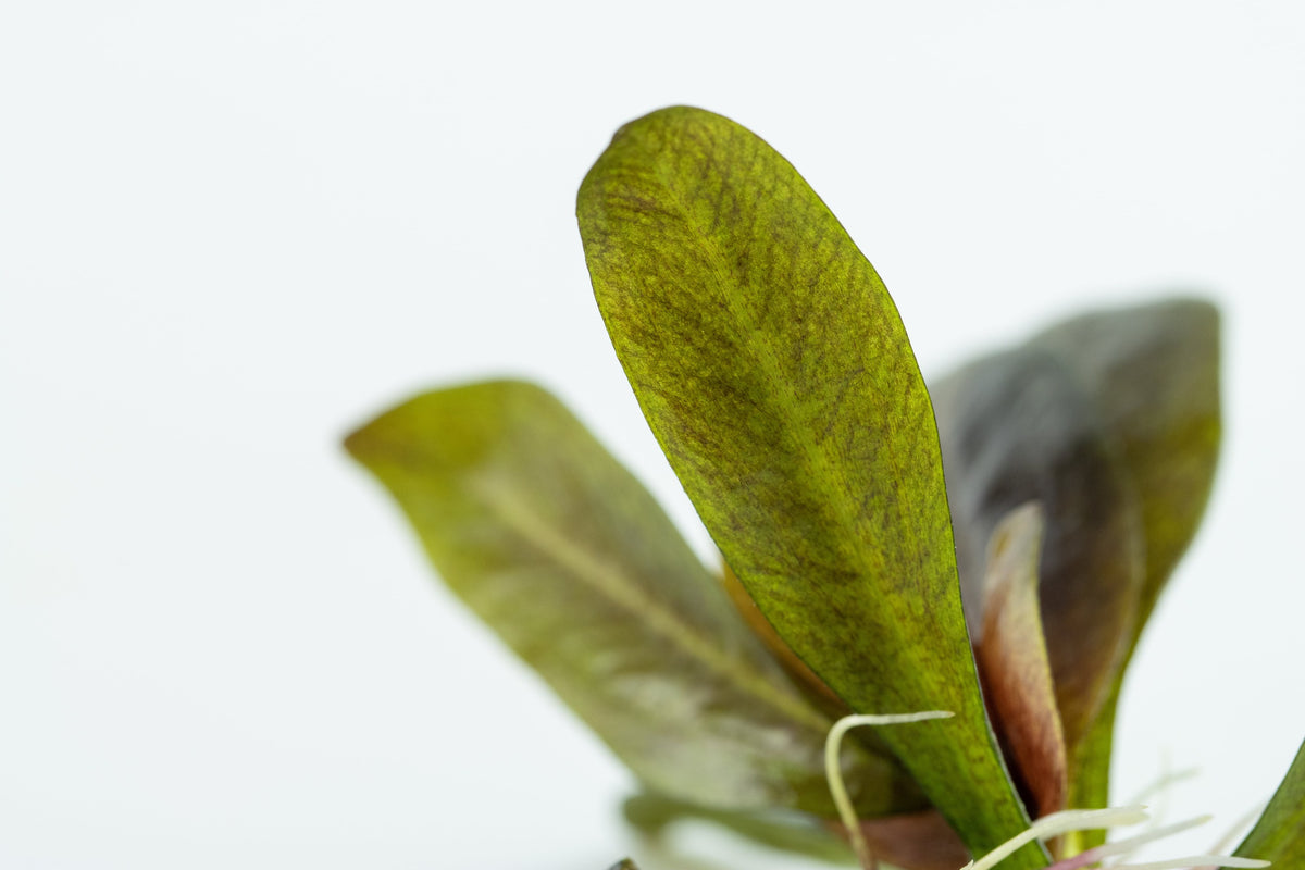 Echinodorus 'Reni' — 1-2-Grow!