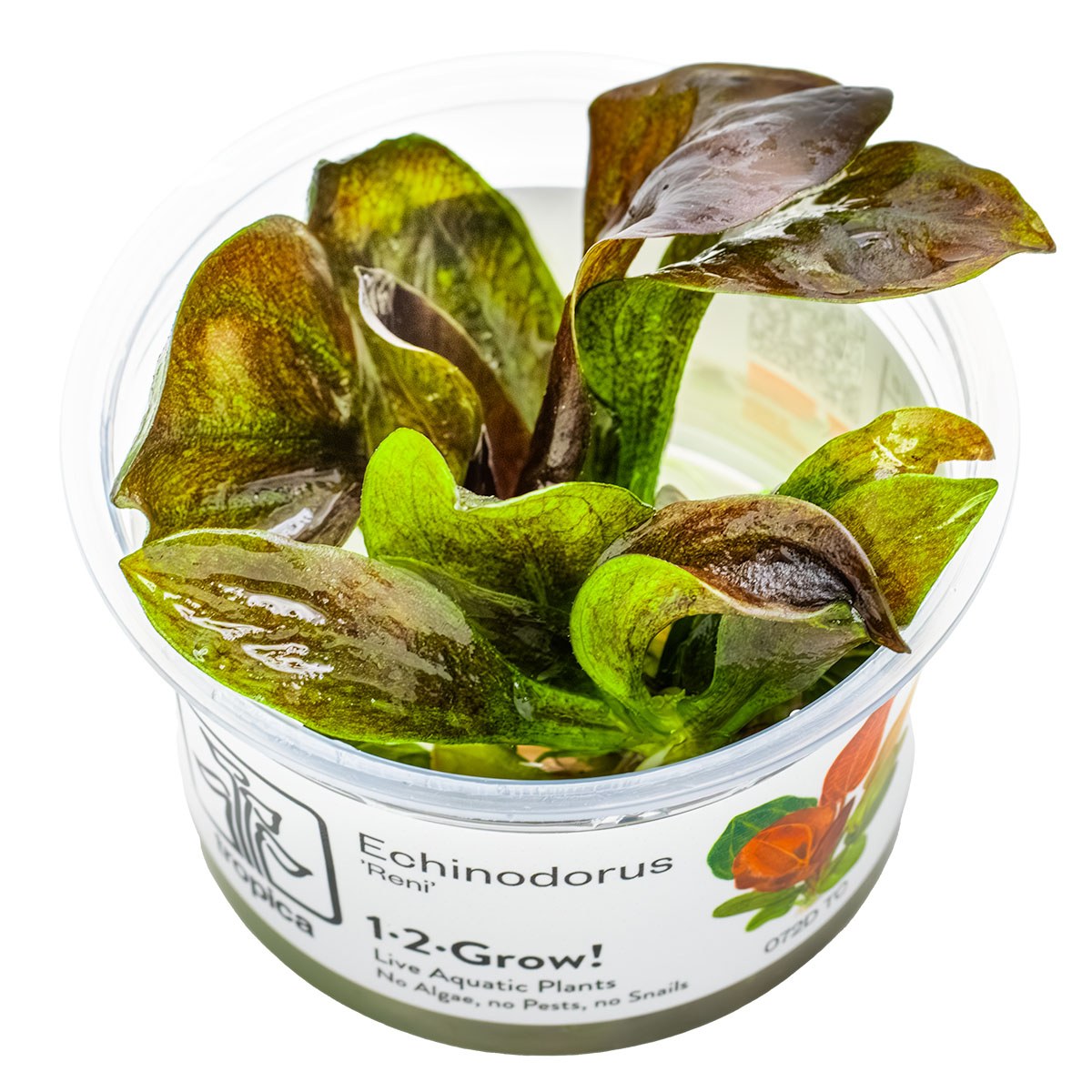 Echinodorus 'Reni' — 1-2-Grow!