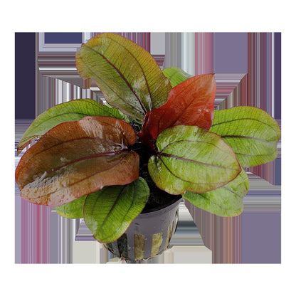 Echinodorus 'Reni' — Potted