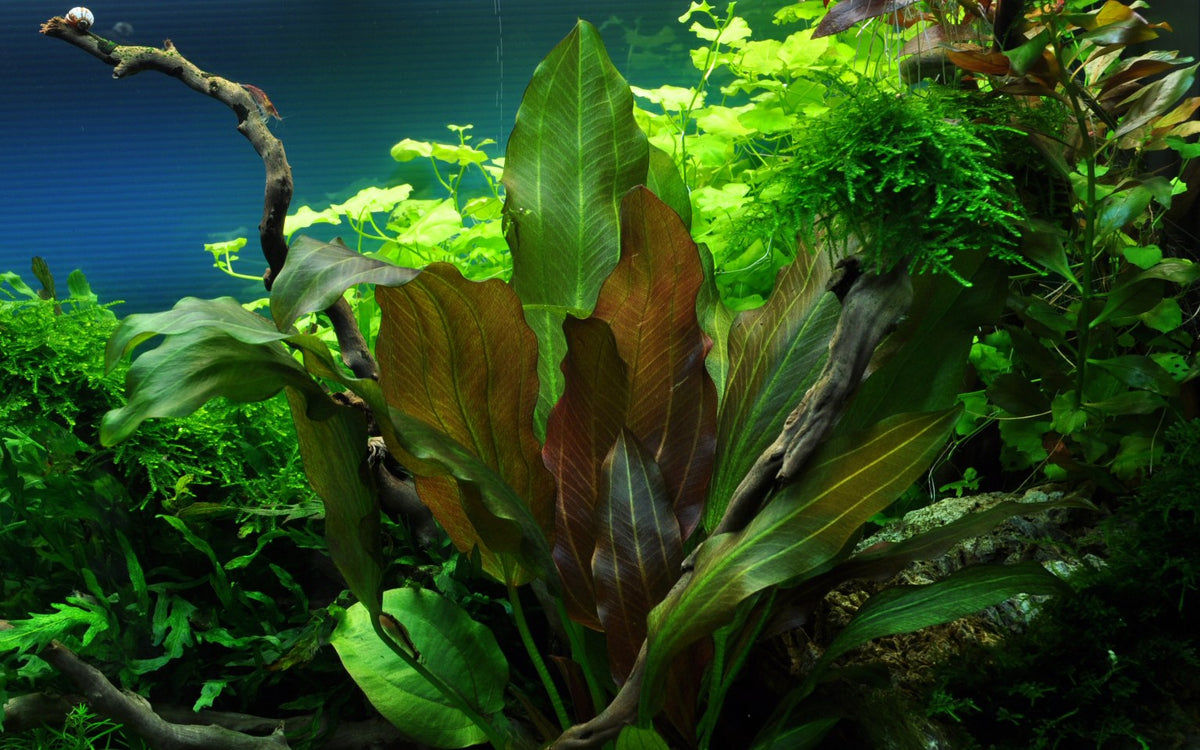 Echinodorus 'Reni' — Potted