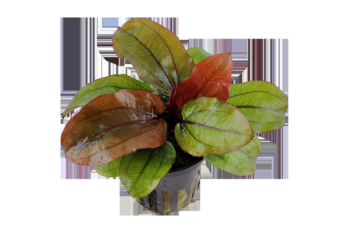 Echinodorus 'Reni' — Potted