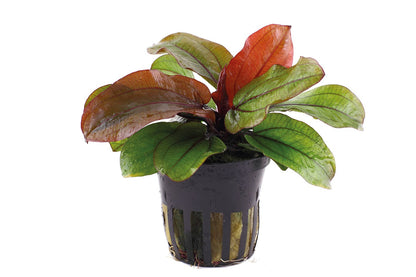 Echinodorus 'Reni' — Potted