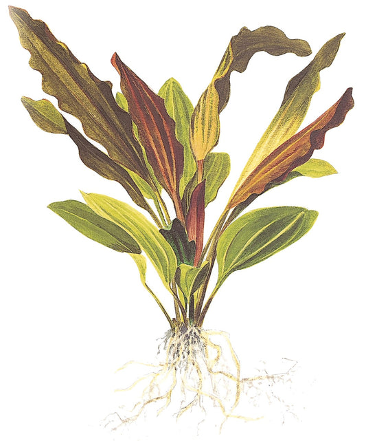 Echinodorus 'Rosé' Aquarium Plant