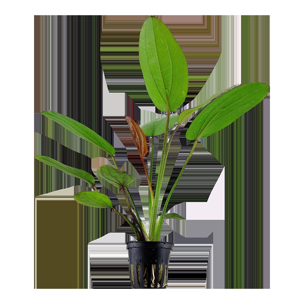 Echinodorus x barthii — Potted