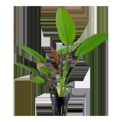 Echinodorus x barthii — Potted