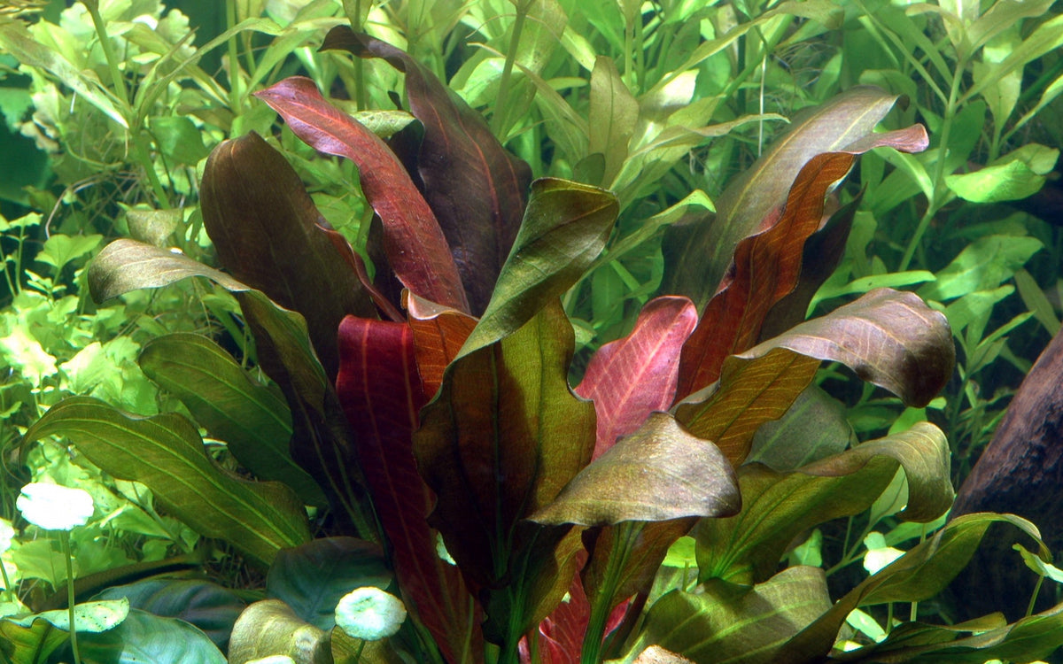 Echinodorus x barthii — Potted
