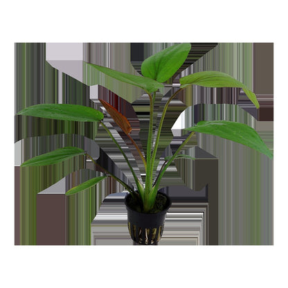 Echinodorus x barthii — Potted
