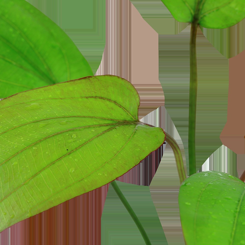 Echinodorus x barthii — Potted