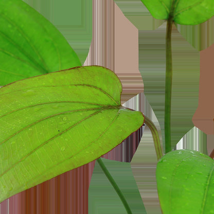 Echinodorus x barthii — Potted