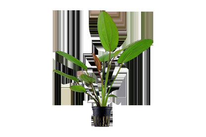 Echinodorus x barthii — Potted
