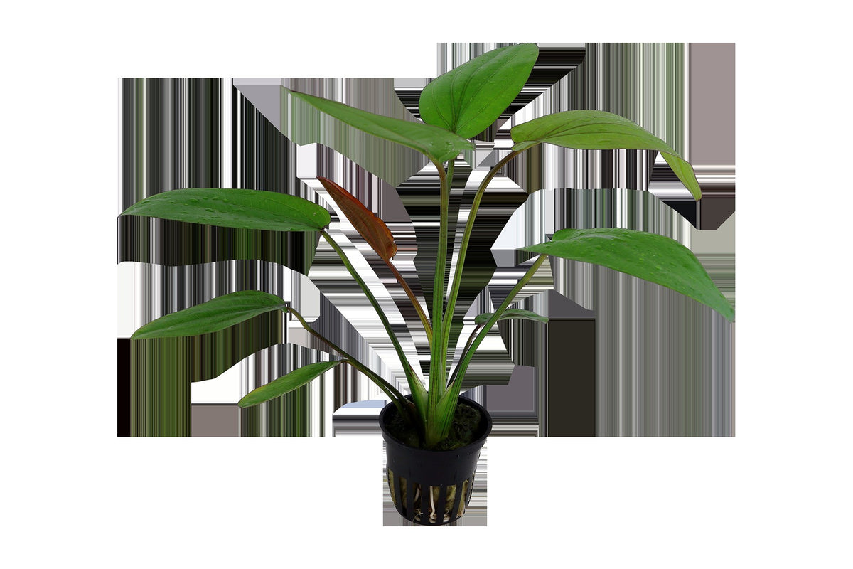 Echinodorus x barthii — Potted