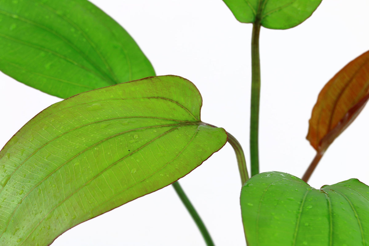Echinodorus x barthii — Potted