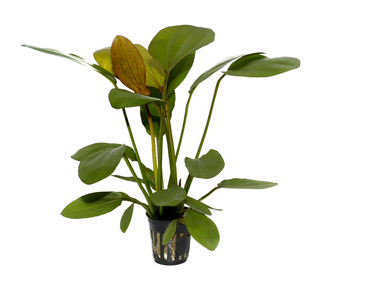 Echinodorus x barthii — Potted