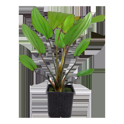 Echinodorus x barthii — XL mother plant
