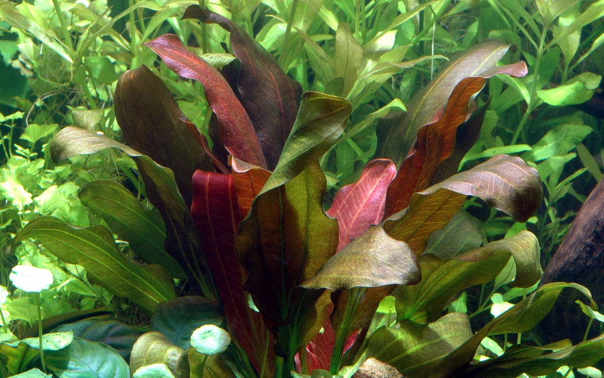 Echinodorus x barthii — XL mother plant