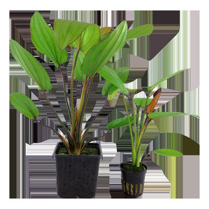 Echinodorus x barthii — XL mother plant
