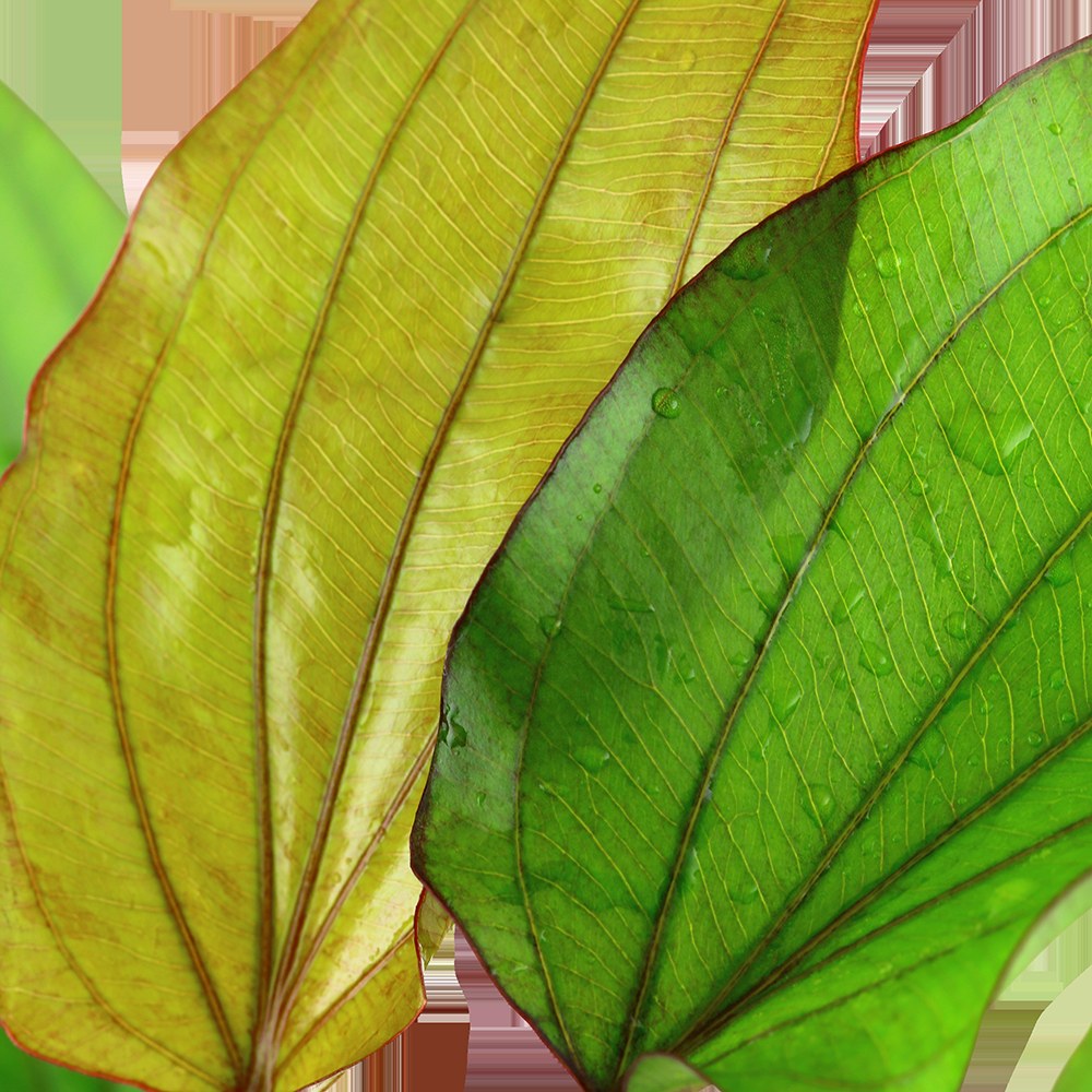 Echinodorus x barthii — XL mother plant