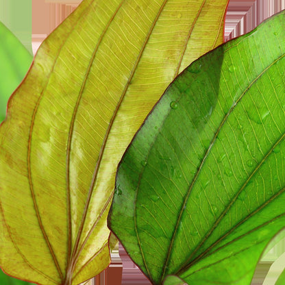 Echinodorus x barthii — XL mother plant