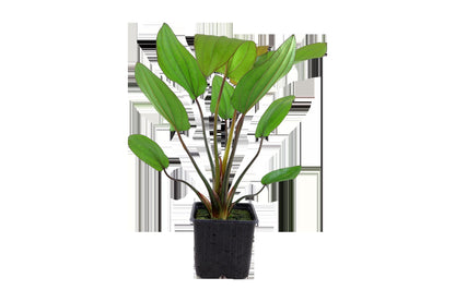 Echinodorus x barthii — XL mother plant