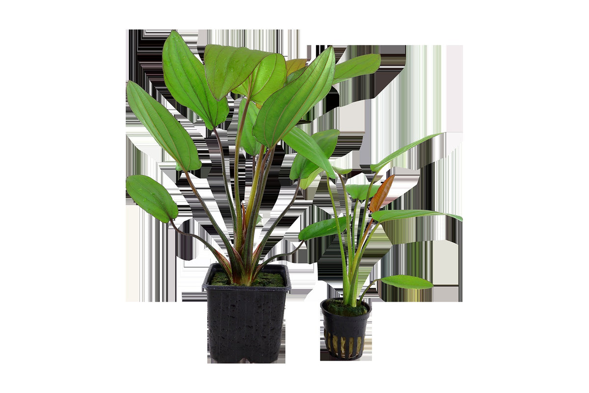 Echinodorus x barthii — XL mother plant