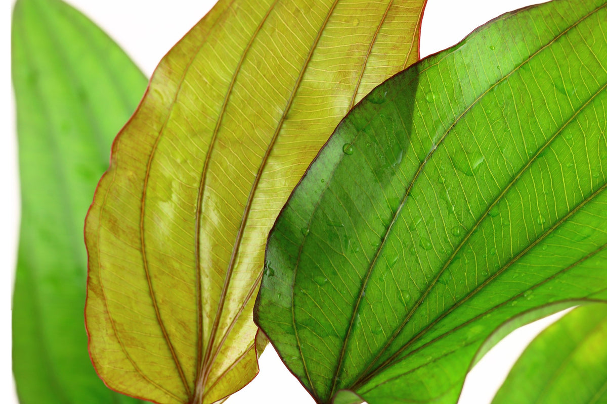 Echinodorus x barthii — XL mother plant