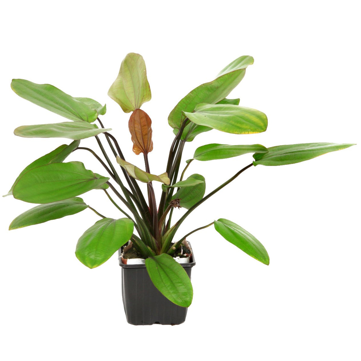 Echinodorus x barthii — XL mother plant