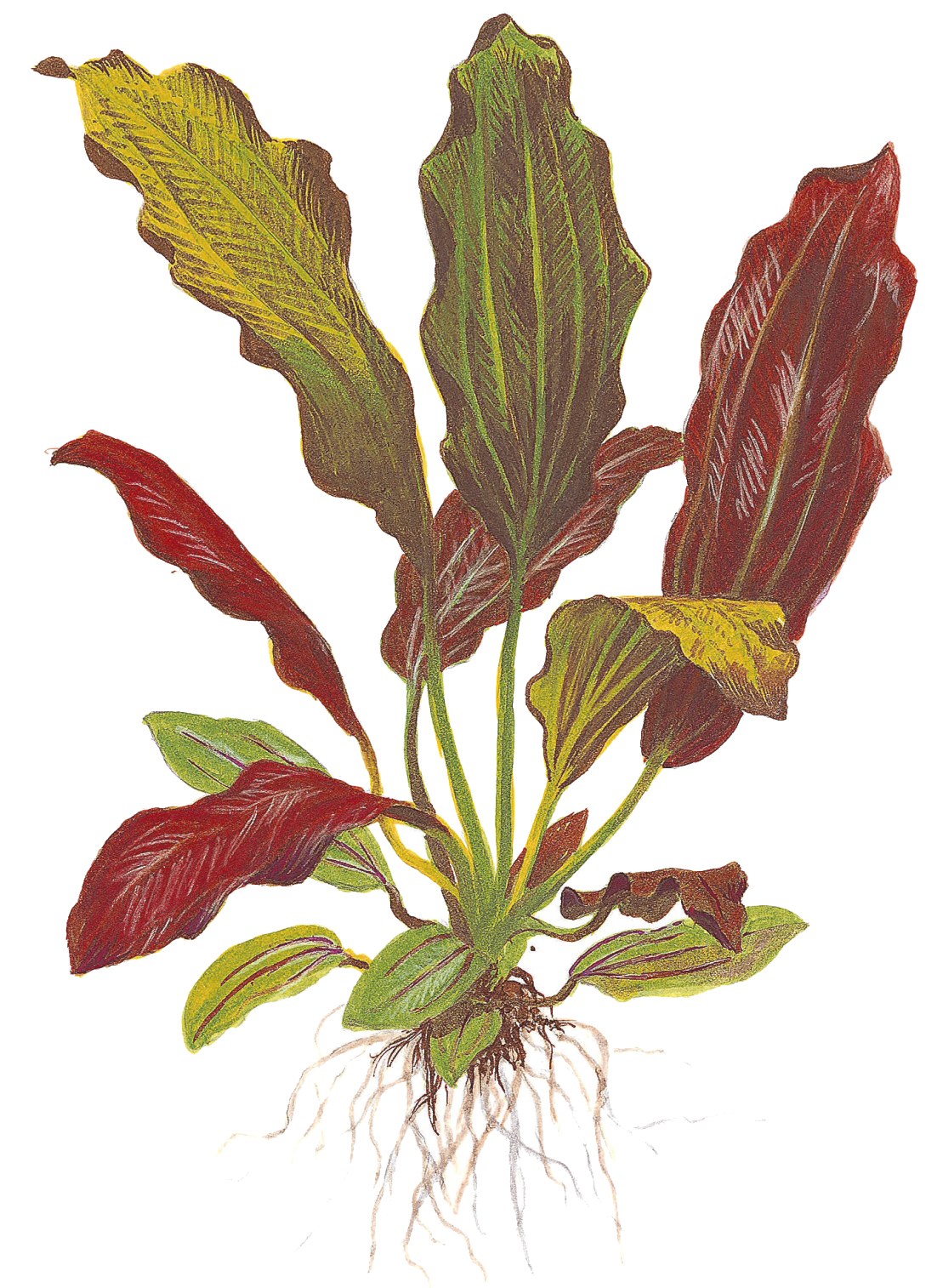Echinodorus x barthii