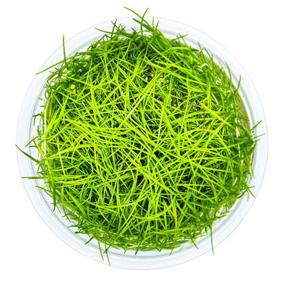 Eleocharis acicularis — 1-2-Grow!
