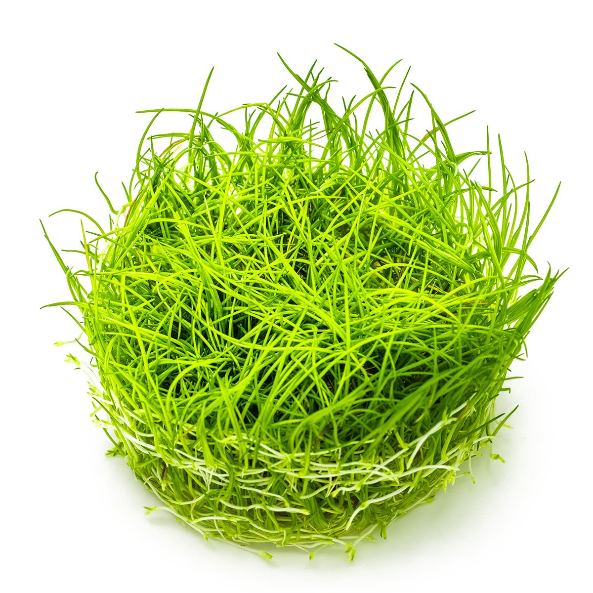 Eleocharis acicularis — 1-2-Grow!