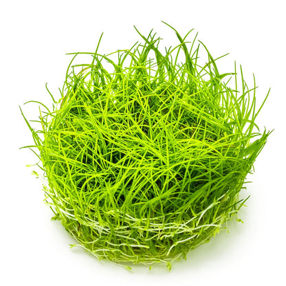 Eleocharis acicularis — 1-2-Grow!