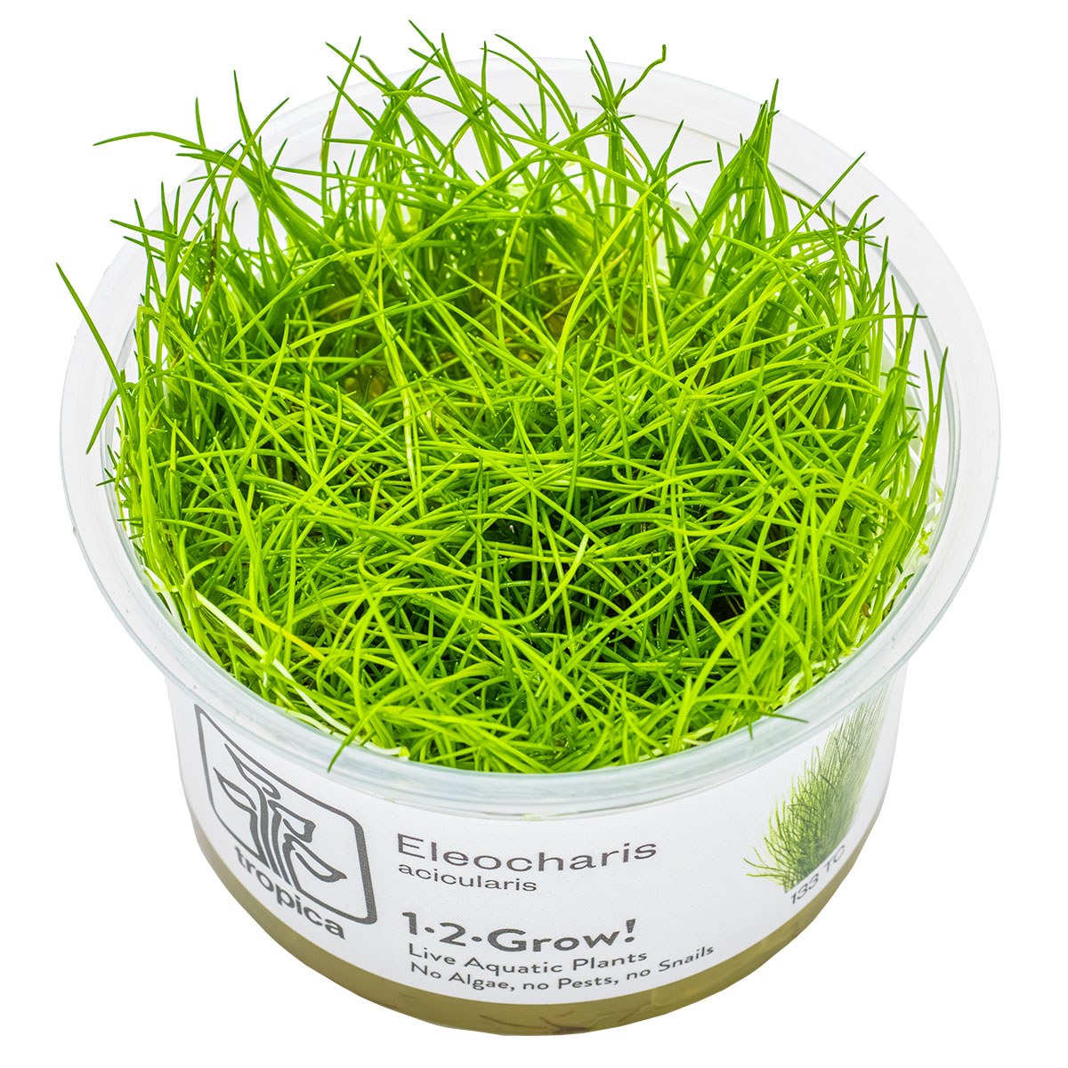 Eleocharis acicularis — 1-2-Grow!