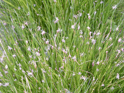 Eleocharis acicularis Pond Marginal Plant
