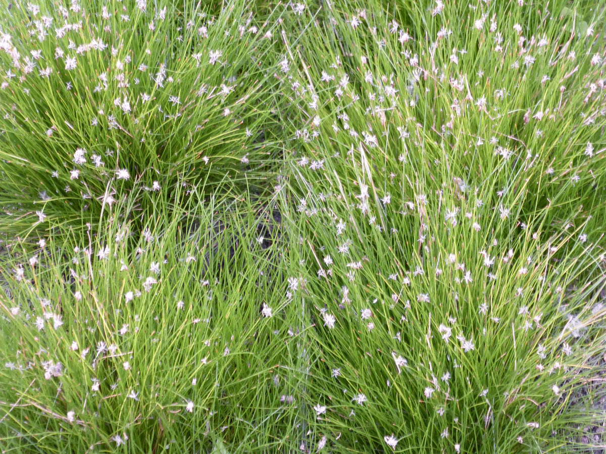 Eleocharis acicularis Pond Marginal Plant