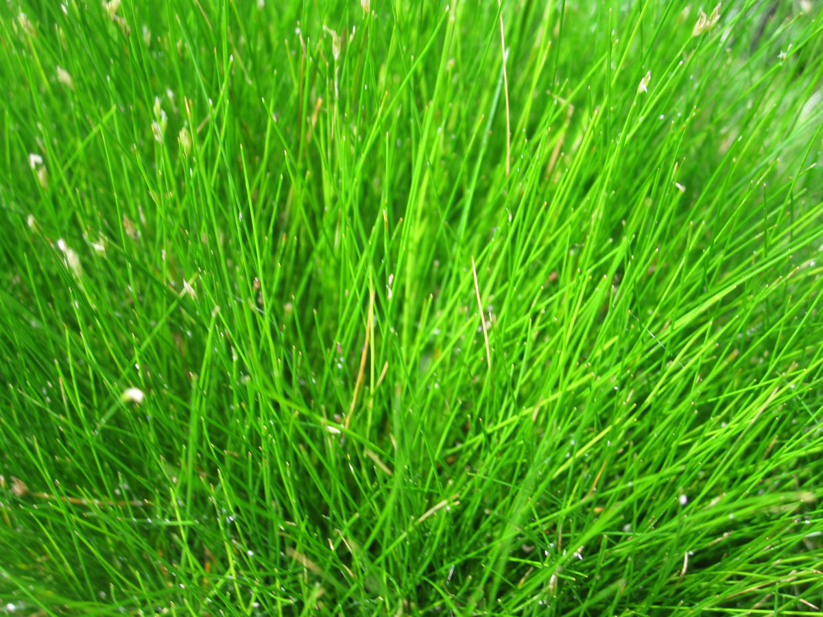 Eleocharis acicularis Pond Marginal Plant