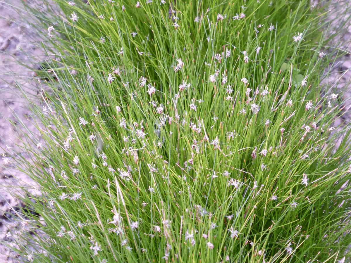 Eleocharis acicularis Pond Marginal Plant