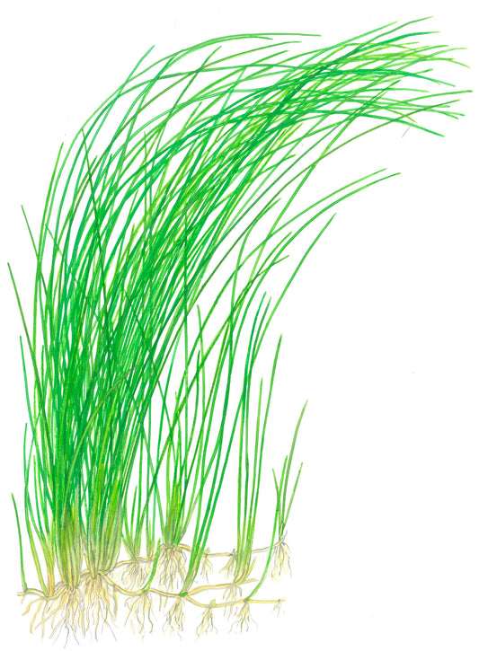Eleocharis montevidensis Aquarium Plant — Potted