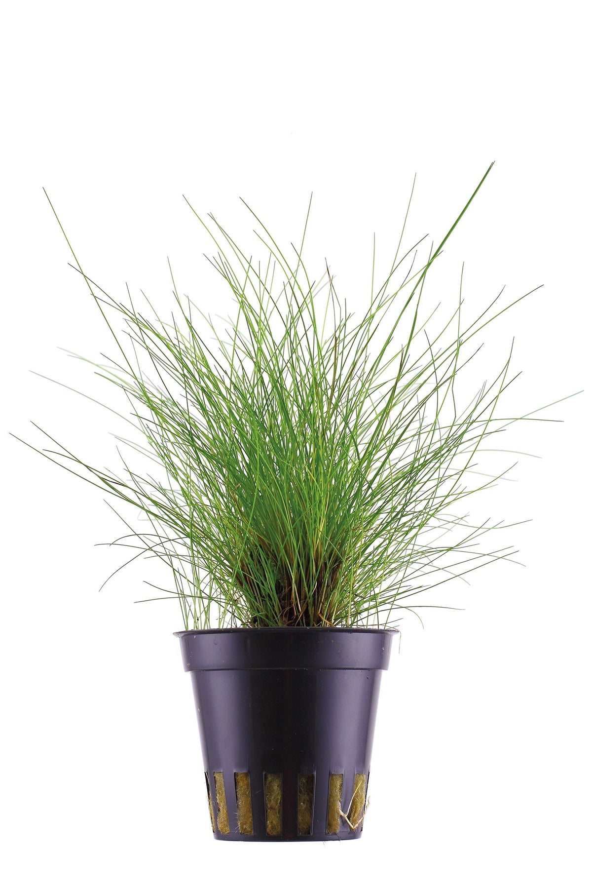 Eleocharis parvula Potted Carpeting Plant — Potted