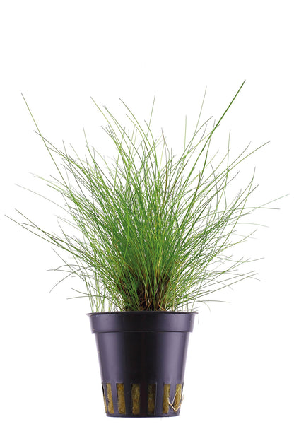 Eleocharis parvula Potted Carpeting Plant — Potted