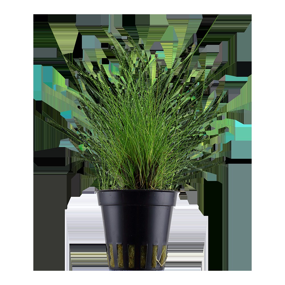 Eleocharis parvula Potted Carpeting Plant — Potted