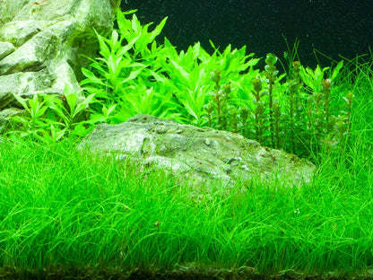 Eleocharis parvula Potted Carpeting Plant — Potted