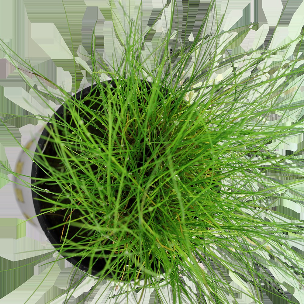 Eleocharis parvula Potted Carpeting Plant — Potted