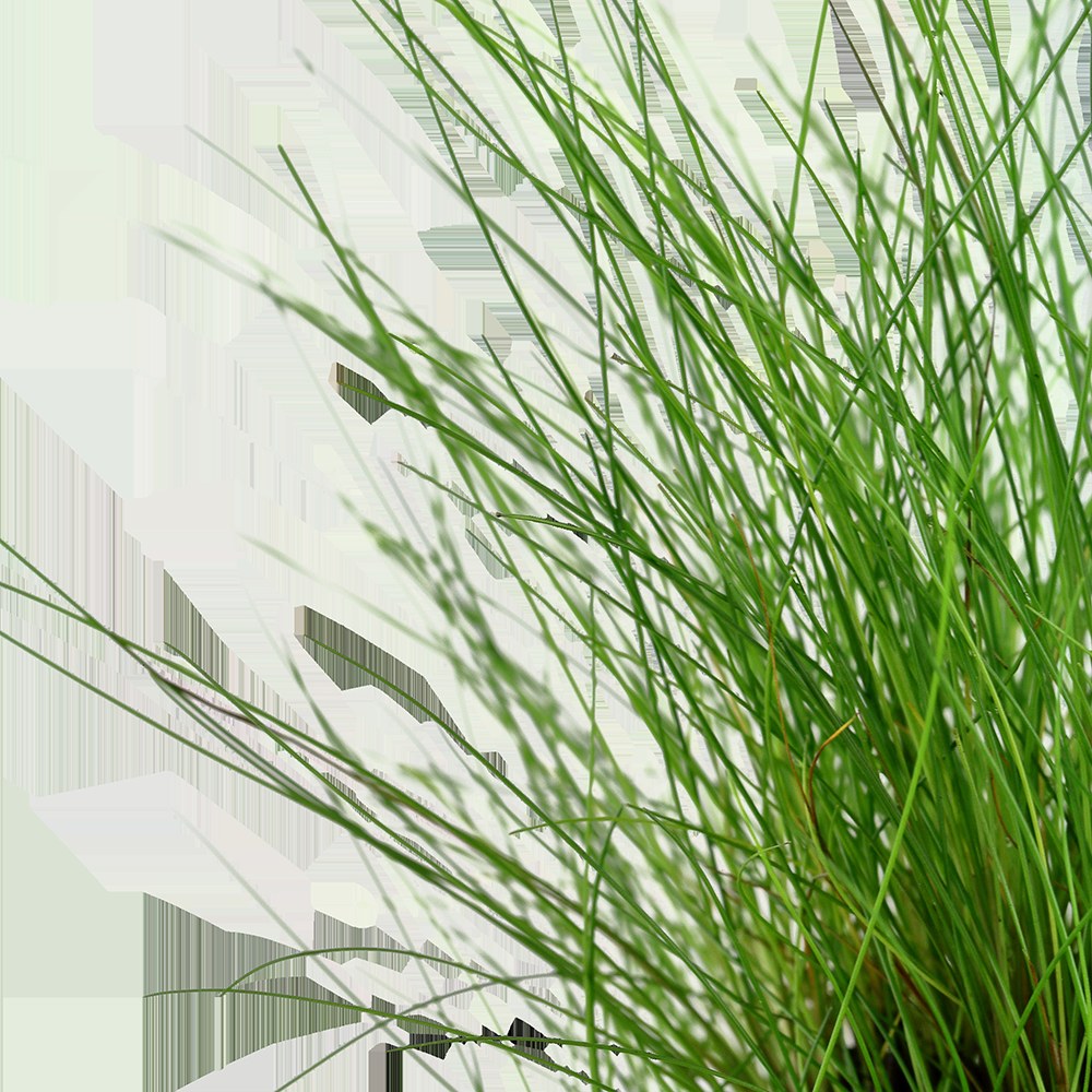 Eleocharis parvula Potted Carpeting Plant — Potted