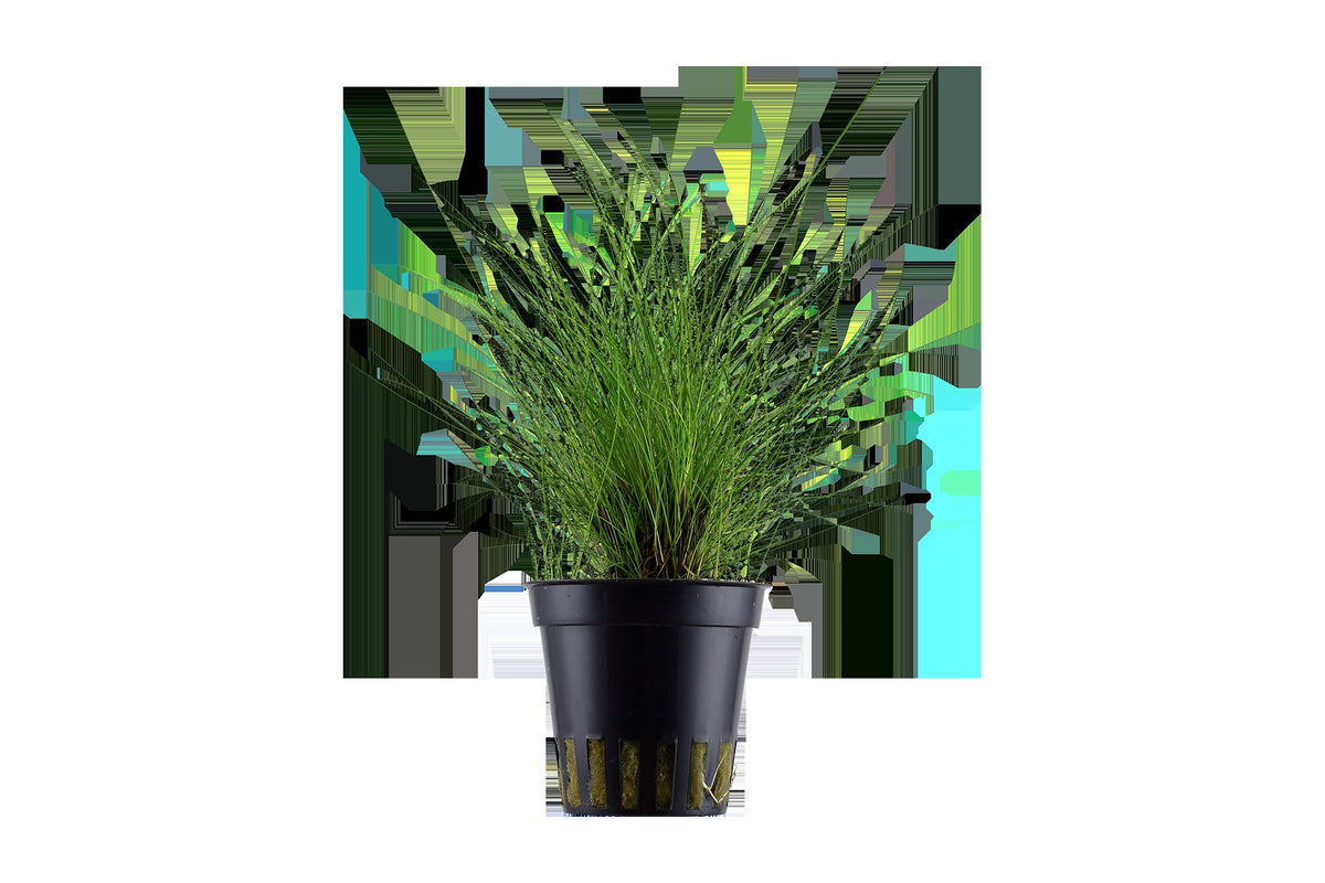 Eleocharis parvula Potted Carpeting Plant — Potted