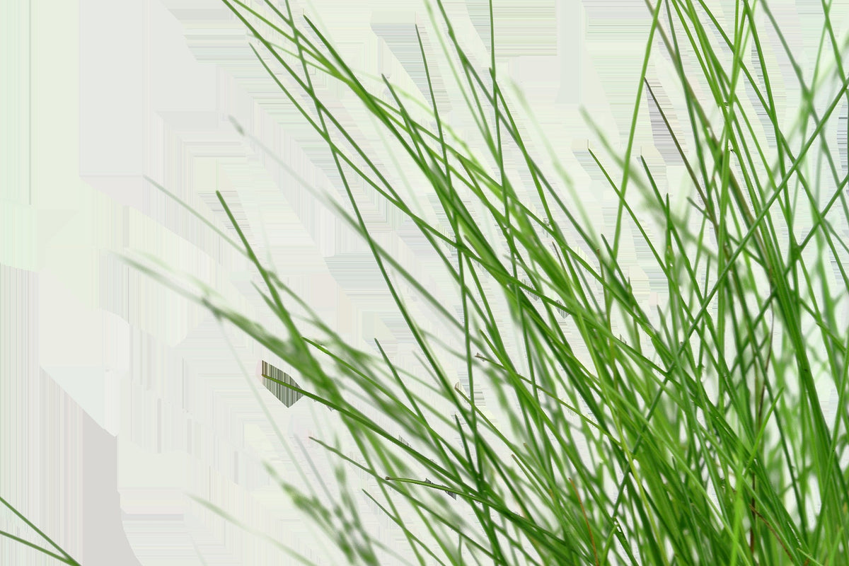 Eleocharis parvula Potted Carpeting Plant — Potted