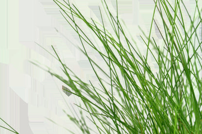 Eleocharis parvula Potted Carpeting Plant — Potted